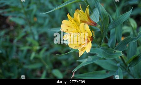 Beautiful yellow flowers of Alstroemeria ligtu also known as Saint Martins Lily, Astromelias Flowers. Stock Photo