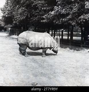 1970s, historical, side-view of a Greater one-horned rhino (indian rhino) in its enclosure at the Whipsnade Safari Park, England, UK. One of three rhinos found in Asia, the Indian rhinoceros is one of the largest rhino's in the world. The rhino population is on the most endangered species in the world, with its natural inhabitat under constant threat and from hunting. These large mamals diet is based on grazing and plants and despite their size and heavy weight, can achieve a running speed of 55km/h. Stock Photo