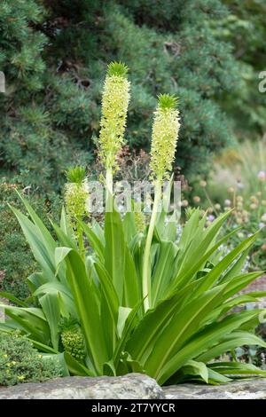 Eucomis autumnalis clavata, Autumn Pineapple Lily, flower spikes in summer Stock Photo