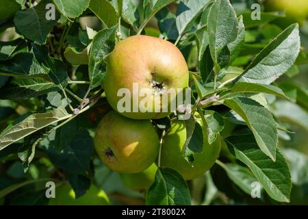 Malus domestica Barnack Beauty, apple Barnack Beauty, eating apples ready for harvest on the tree Stock Photo