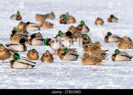 Flock of mallards / wild ducks (Anas platyrhynchos) males / drakes and females resting on ice of frozen pond in winter Stock Photo