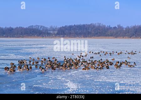 Flock of mallards / wild ducks (Anas platyrhynchos) males / drakes and females resting on ice of frozen lake in winter Stock Photo