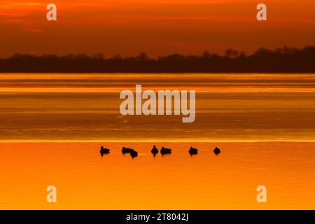 Silhouette of mallards / wild ducks (Anas platyrhynchos) flock resting on water of lake at sunset Stock Photo