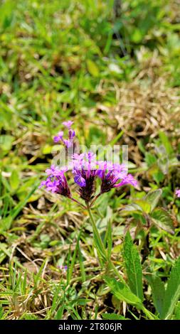 Beautiful purple colour flowers of Verbena rigida also known as Veined, Wild, Stiff, Stiff, Coarse, Sandpaper verbena, Slender, Tuberous, Tuber vervai Stock Photo