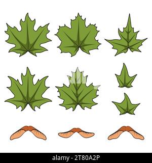 Set of color illustrations with green spring maple leaves and seeds. Isolated vector objects on white background. Stock Vector
