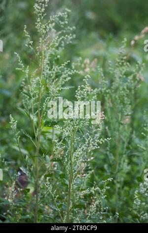 ARTEMISIA VULGARIS Common mugwort flowering plant in daisy family Stock Photo