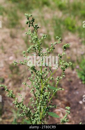 CHENOPODIUM ALBUM  wild spinnach goosefoot  a weed but in India and Nepal its afood crop known as bathua Stock Photo