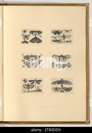 Wenzel Hollar (Ausführende r Künstler in) Insects. etching 1646 , 1646 Stock Photo