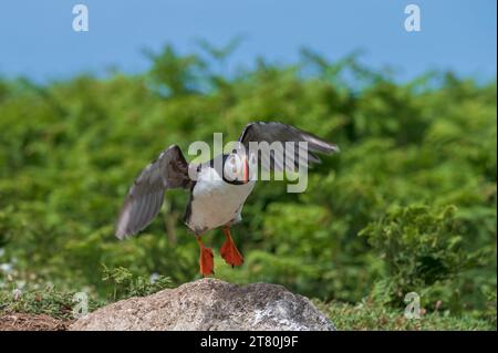 A puffin taking off from the hillside above South Haven on Skomer Island Pembrokeshire, Wales Stock Photo