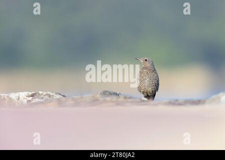 Female blue rock thrush ((Monticola solitarius philippensis) viewed from a low angle. Stock Photo