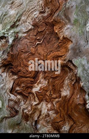 Wood of the growing old pine tree with a peeled off bark, Arkhangelsk region, Russia Stock Photo