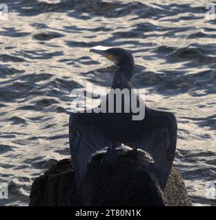 A Cormorant spreads its wings to dry out after diving in search of food.  These birds are superbly streamlined and capable of chasing down food. Stock Photo