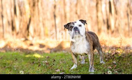 A purebred English Bulldog with an underbite standing outdoors Stock Photo