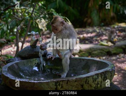 Balinese long tailed macaque monkey uses a water fountain at the landmark Monkey Forest in Ubud, Bali, Indonesia Stock Photo