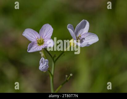 A close up of the wildflower Lady's smock or Cuckoo flower (cardamine pratensis). A lover of damp meadows, edible and prized by foragers. Suffolk, UK Stock Photo