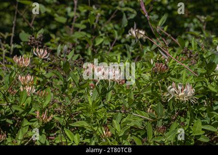 A stand of wild Honeysuckle (Lonicera periclymenum) a common climbing plant  hugely valuable to wildlife,  in a Suffolk  woodland, Uk Stock Photo