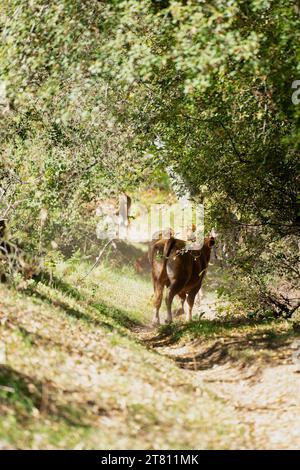 grazing cows in Montemayor del rio village, Salamanca, Spain Stock Photo