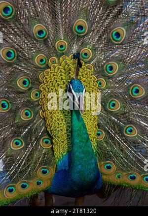Vibrant Majestic Close-Up glowing Peacock Displaying Stunning Feathers in a Spectrum of Colours, dark background from Yala National Park Sri Lanka Stock Photo