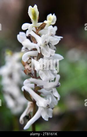 Corydalis blooms in spring in the wild in the forest Stock Photo