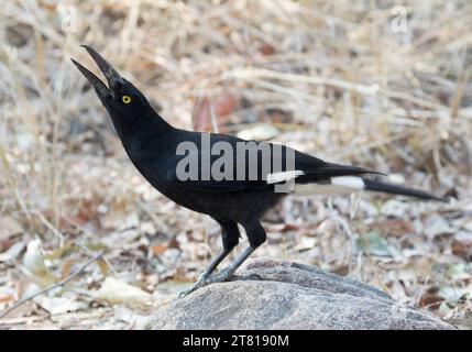 Australian Pied Currawong, Strepera graculina standing on rock with neck outstretched and bill open making alarm call, against light brown background Stock Photo