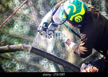 Tree climber, arborist cutting a branch at height. Stock Photo