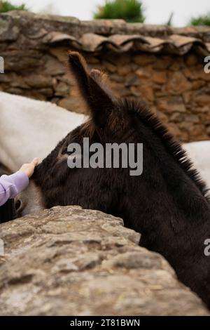 nice donkey white horse in Granadilla, Caceres, Extremadura, Spain Stock Photo