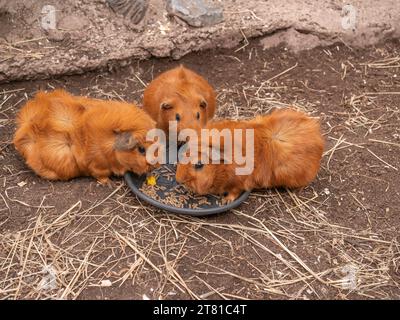 Three red guinea pigs eating Stock Photo