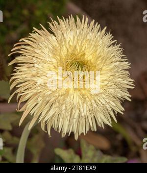 Large shaggy cream coloured double gerbera flower against dark background in Australia Stock Photo