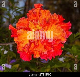 Large and spectacular vivid flame red / orange double flower with ruffled petals of hibiscus ion dark background, in an Australian garden Stock Photo