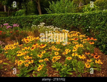 Rudbeckias with large golden yellow flowers and dark green foliage mass planted in garden bed in Australia Stock Photo