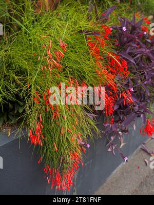 Russelia equisetiformis, Firecracker / Coral Plant, mass of vivid red tubular flowers & green leaves hanging over wall of garden bed, in Australia Stock Photo