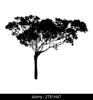 Trees silhouettes. Forest and park pines firs and spruces, coniferous and deciduous trees. Vector isolated retro images nature set Stock Photo