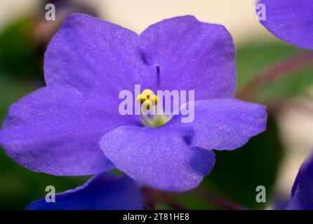 Focus stacked close-up of deep blue African Violet flowers showing details of anthers and stigma -08 Stock Photo