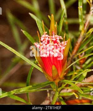 Unusual red flower of Lambertia formosa, Mountain Devil, Australian native plant in NSW Stock Photo