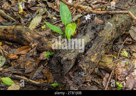 Costa Rica, Parque Nacional Carara - July 22, 2023: Black stand-up cone fungus group on dead tree trunk on jungle floor. Some young green foliage Stock Photo