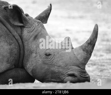 Aartistic black and white face close-up portrait of a sleeping white rhino. Stock Photo