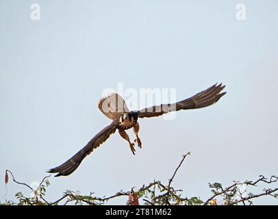 immature Lanner falcon (Falco biarmicus) with powerful wings spread taking off for hunting dash from treetop in Galana, Kenya,Africa Stock Photo