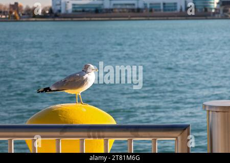 Detroit, Michigan - A ring-billed gull (Larus delawarensis) sits on a bollard on the U.S. side of the Detroit River. Stock Photo