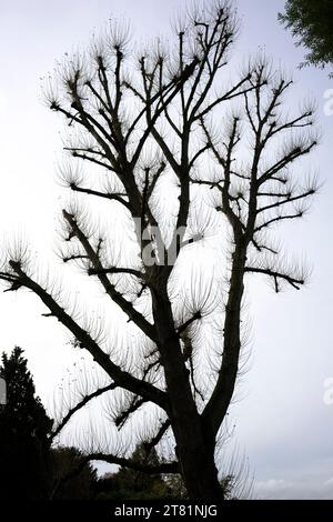 Silhouette of tree and branches in winter Stock Photo