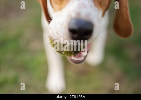 Beagle hold tennis ball in mouth macro close up view Stock Photo