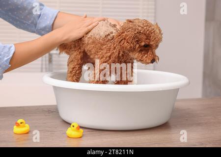 Woman washing cute Maltipoo dog in basin indoors. Lovely pet Stock Photo