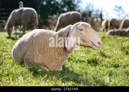 Cute sheep grazing outdoors on sunny day. Farm animals Stock Photo