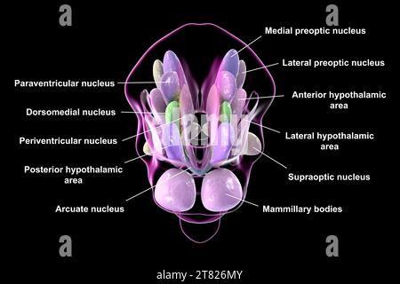 Hypothalamic nuclei, illustration Stock Photo