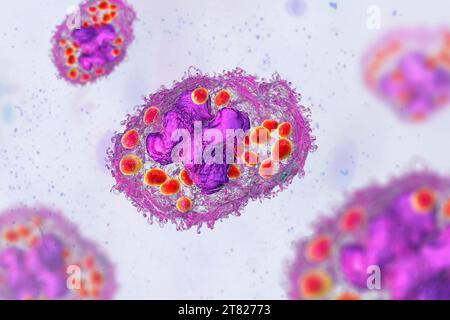 Histoplasma capsulatum fungus in a macrophage, illustration Stock Photo