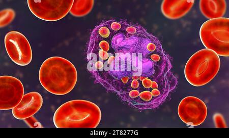 Histoplasma capsulatum fungus in a macrophage, illustration Stock Photo