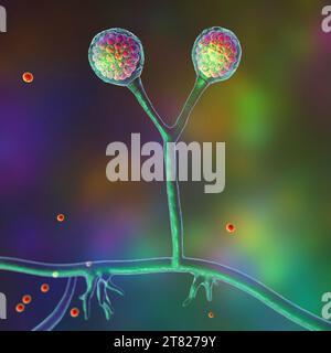 Rhizomucor fungi, illustration Stock Photo