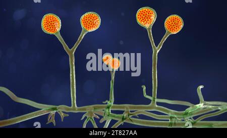 Rhizomucor fungi, illustration Stock Photo