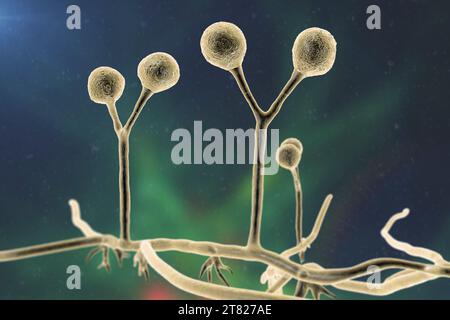 Rhizomucor fungi, illustration Stock Photo