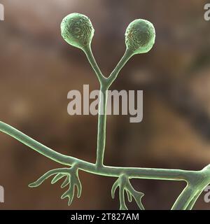 Rhizomucor fungi, illustration Stock Photo