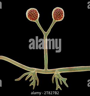 Rhizomucor fungi, illustration Stock Photo